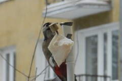 DSCN5379
