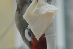 DSCN5382