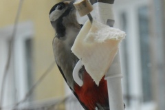 DSCN5383