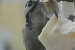 DSCN5384