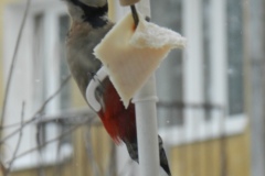 DSCN5390