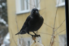 DSCN5405