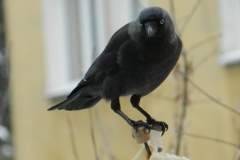 DSCN5407