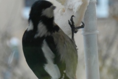 DSCN5436