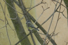 DSCN5459