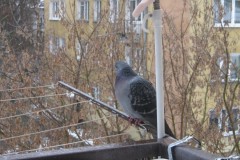 IMG_0059