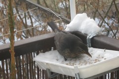 IMG_0201