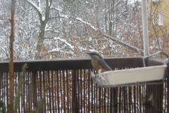IMG_0325