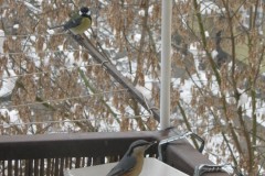 IMG_0333
