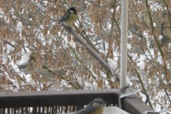 IMG_0334