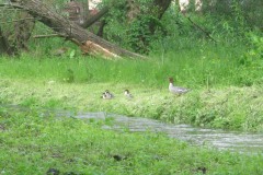IMG_0588