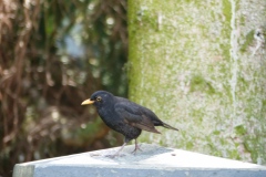 P1190017